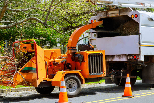 Best Emergency Tree Service  in Gilbert, MN